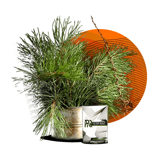 Табак Peter Ralf - Midnight Forest (Полуночный Лес, 50 грамм) купить в Челябинске